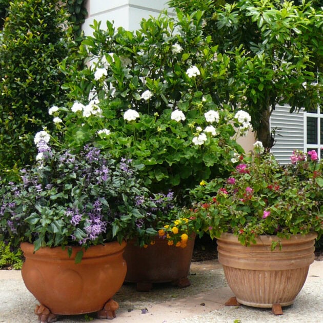 Three Potted Plants